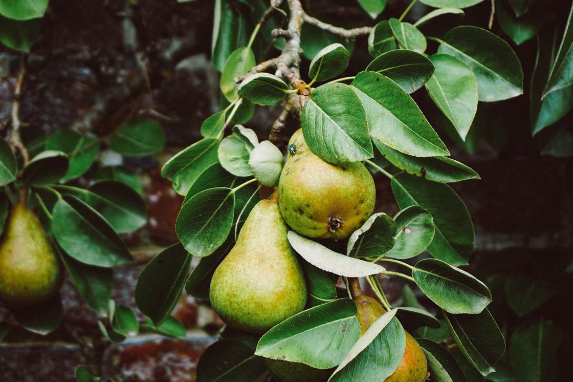 Stropirea pomilor fructiferi – Calendar 2022