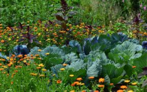 Culturi de toamnă: 10 legume ideale pentru sezonul rece