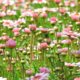 9 flori de primăvară perfecte pentru grădina ta