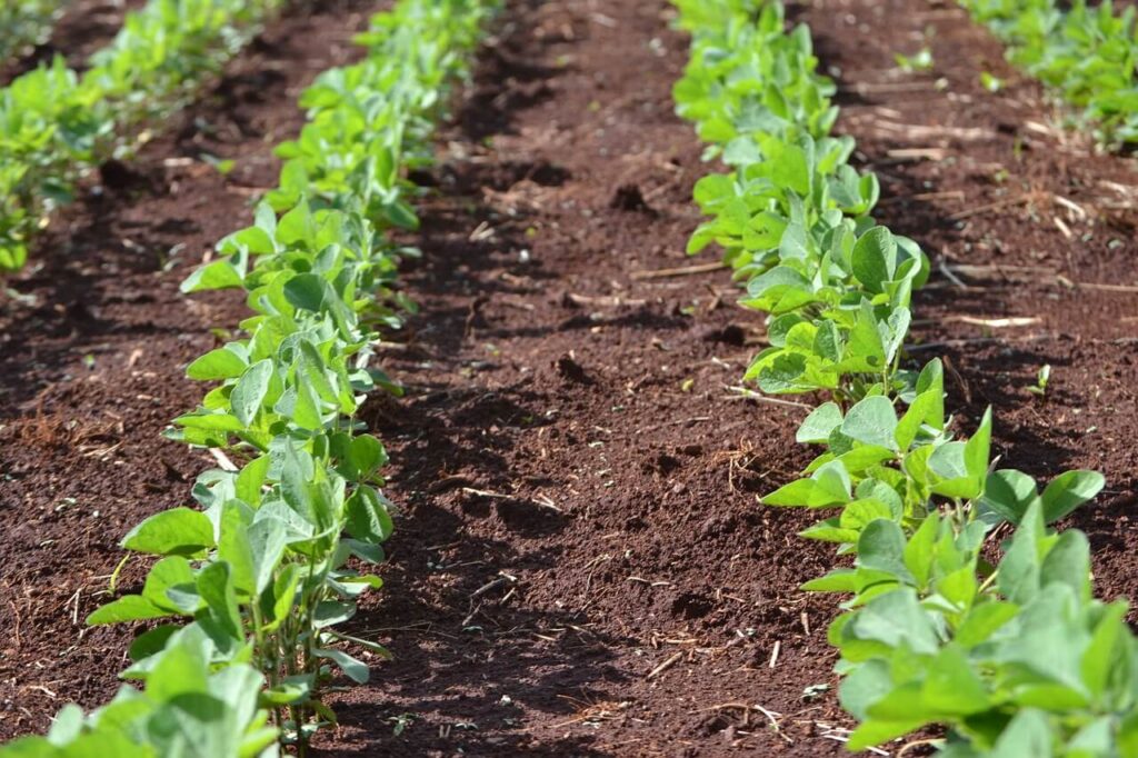 Cultura de soia: Plantare, întreținere și tehnologie