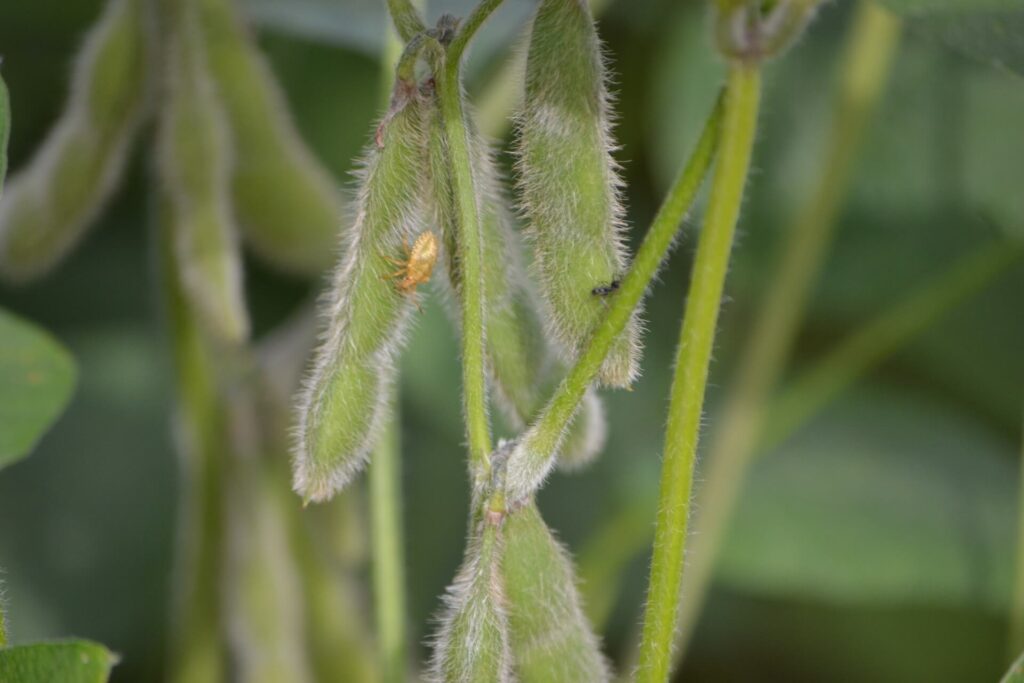 Cultura de soia: Plantare, întreținere și tehnologie