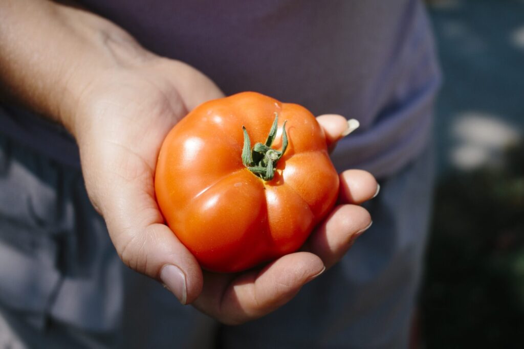 Mana tomatelor: Tratament combatere eficient
