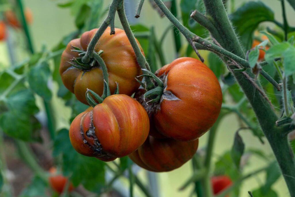 Mana tomatelor: Tratament combatere eficient